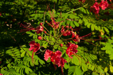 Beautiful red tropical flowers Peacock Flower (Caesalpinia pulcherrima)