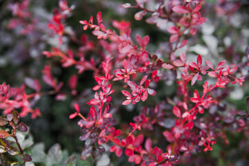 Landscape. Flowers in the garden. Garden Ideas