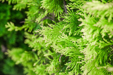 Green thuja. Branches of a young thuja.