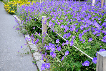 flower beds tend to be more aesthetically impressive. a flowerbed of a sidewalk path with blue...