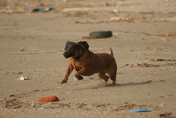 Dog at the Beach