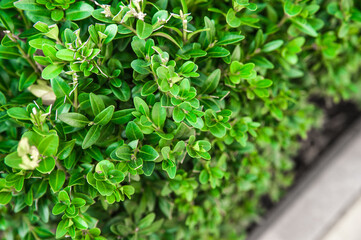 Green bushes. Bushes in the landscape. Landscape ideas