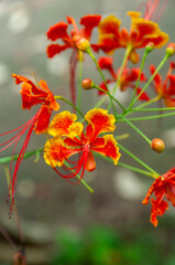 Beautiful red tropical flowers Peacock Flower (Caesalpinia pulcherrima)