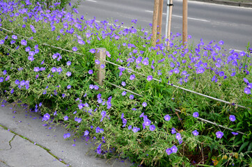 flower beds tend to be more aesthetically impressive. a flowerbed of a sidewalk path with blue...