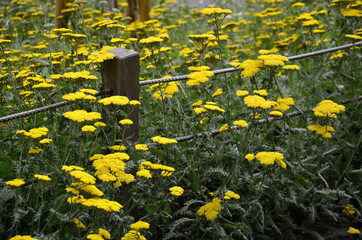They are suitable for mixed flower beds, cultivars of various shades next to each other look magical. Grow your brown several species and cultivars. Inflorescences all just look beautiful © Michal