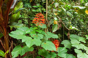 A beautiful red tropical flower, Pagoda-Flower (Clerodendrum paniculatum). Seychelles.