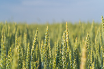 Green wheat field with Soft Selective Focus