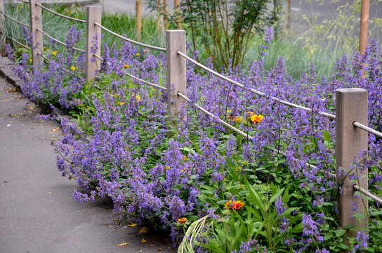 flower beds tend to be more aesthetically impressive. a flowerbed of a sidewalk path with blue flowers separated by a fence of ropes and wooden prisms