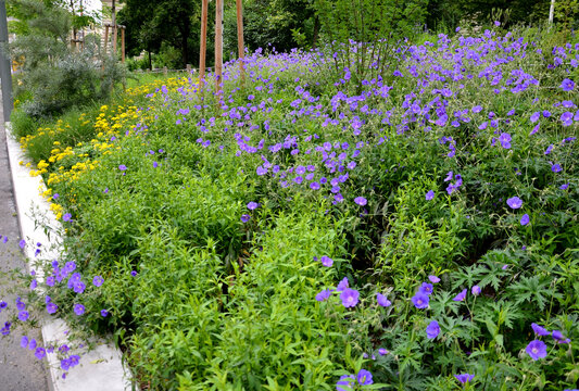 flower beds tend to be more aesthetically impressive. a flowerbed of a sidewalk path with blue flowers separated by a fence of ropes and wooden prisms