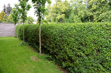ligustrum ovalifolium vulgare green hedge trimmed in  garden lawn moving row trees wall tree truk 