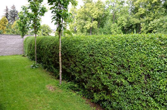 ligustrum ovalifolium vulgare green hedge trimmed in  garden lawn moving row trees wall tree truk 