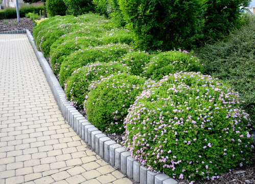 spirea bumalda low shrubs cut into the shape of a scoop of buns pink flower by the sidewalk interlocking beige paving concrete curb