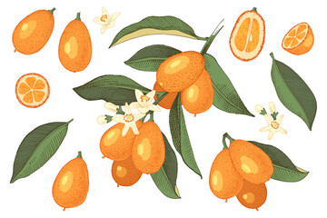 Hand drawn colorful set of kumquat