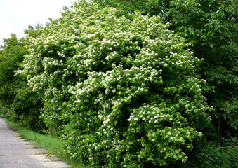cornus sanguinea dogwood is a deciduous shrub with simple opposite leaves. It also occurs naturally...