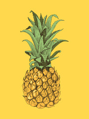 Hand drawn pineapple fruit