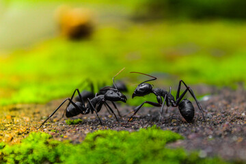 In a tiny world of ants