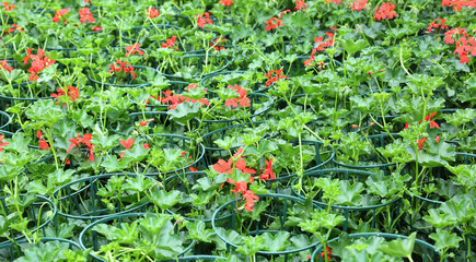 many vases of colorful red geraniums flowers for sale in the gre