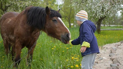 Little boy giving an apple to a horse in the countryside