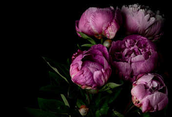 Bouquet of pink peonies close up on a dark background