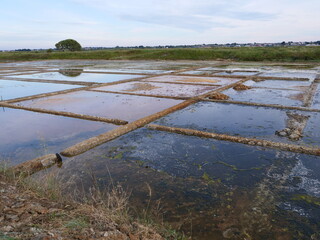 the salted marshes of Guerande in the west of France. may 2020