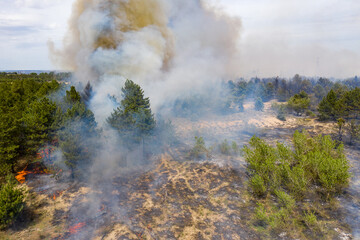 Forest fire in the coniferous forest, aerial view. The human factor that caused the disaster. Shooting from the drone.