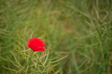 Obraz premium Klatschmohn 04