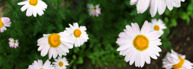 Chamomile flowers on a green background in the garden.