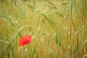Klatschmohn 01