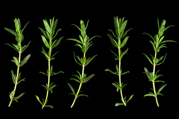 Tarragon bunch closeup