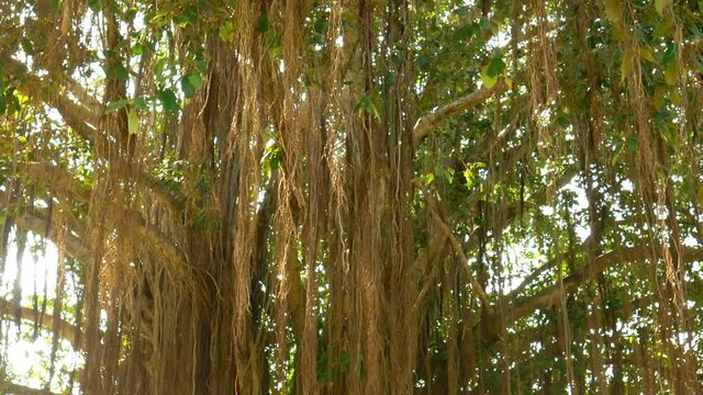 Interesting tree in national park, Sri Lanka