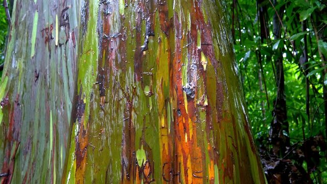 Pan up rainbow trees in Hawaii