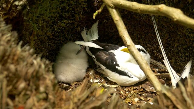 White-tailed tropic bird with chick in nest in Seychelles, Africa