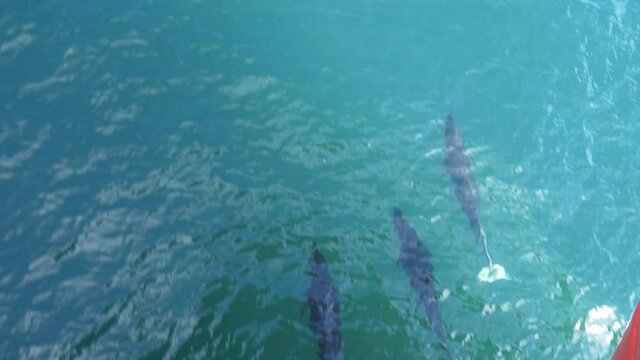 Rare right whale dolphins bow riding in crystal clear water