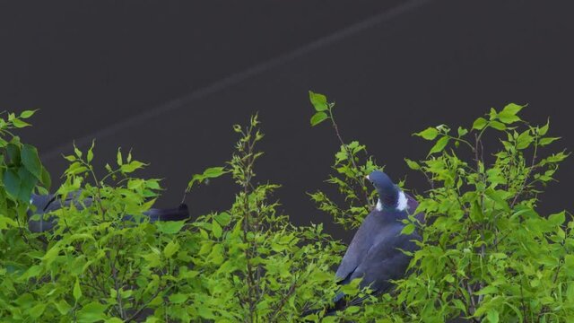 pidgin on a tree, closeup shot of birds in bush