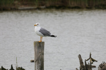 seagull with white breast and gray wings on the pole on the mout