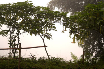 foggy forest