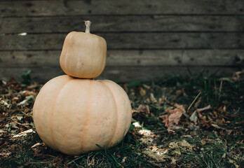 Halloween holidays concept. Pumpkins. Halloween background. Autumn mood. Halloween mood.