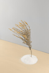 minimalist photo with pastel colors and a branch of a plant
