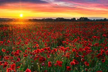 Plakat Beautiful poppy field during sunrise