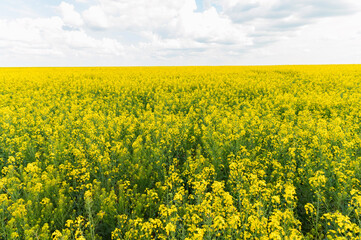 Obraz premium Field of bright yellow rapeseed in spring