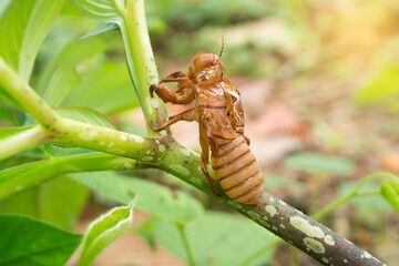 Cicadas molting on tree,Cicada stains.In the tropical forest.