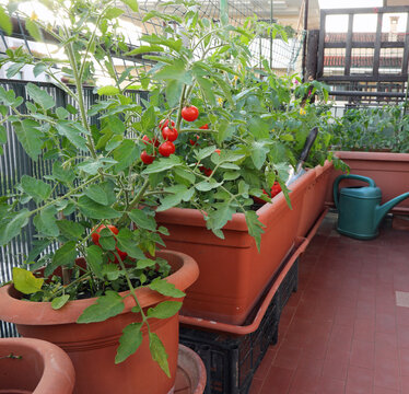 urban garden with the sustainable cultivation of red tomato plan