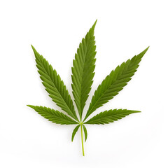 Naklejka na ściany i meble Green cannabis hemp on white background for medical design. Medical marijuana cbd