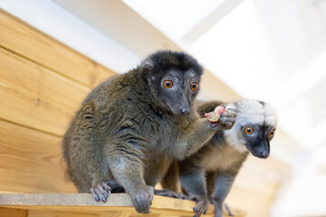 Couple of monkeys eating fruits