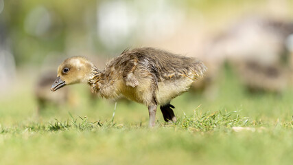 Kücken einer Graugans 