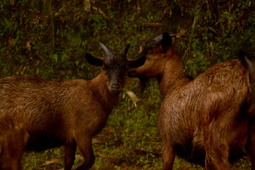 wet mountain goats