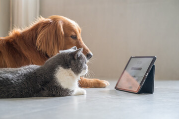 Golden retriever and British shorthair cat watching tablet together