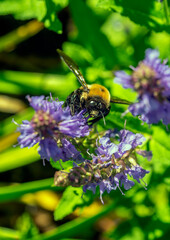 Bumblebee in garden