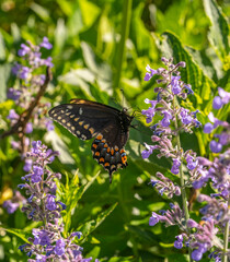 Black swallowtail butterfly in summer