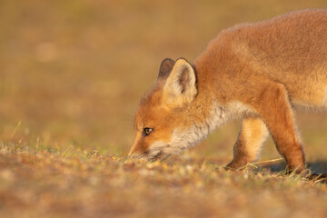 Fox cub 